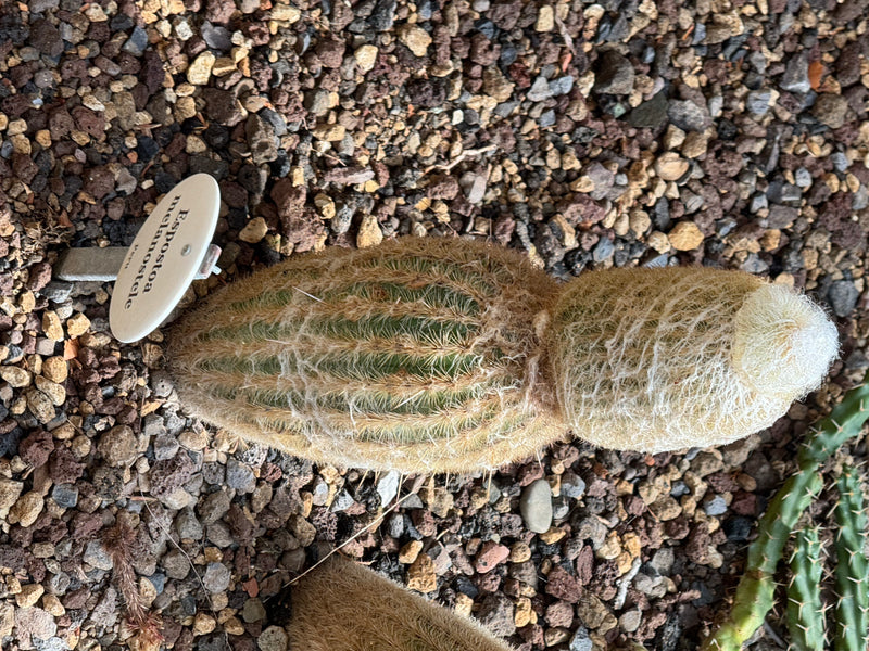 Peruanischer Greisenkaktus — zdjęcie 1 z 1