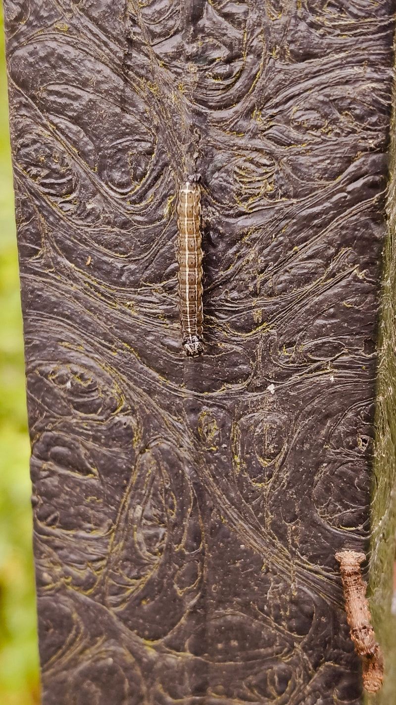 Pfaffenhütchen-Gespinstmotte — Bild 1