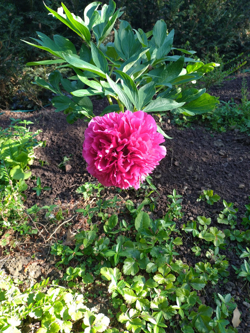 Piwonia — Bild 4