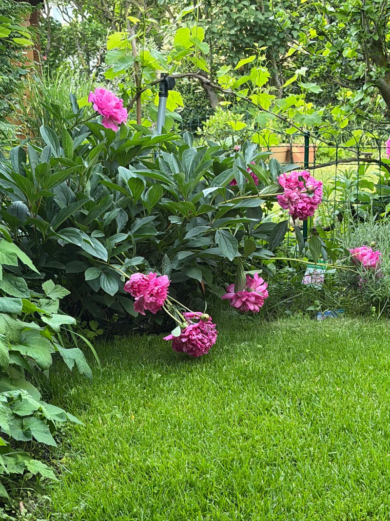 Piwonia — Bild 2