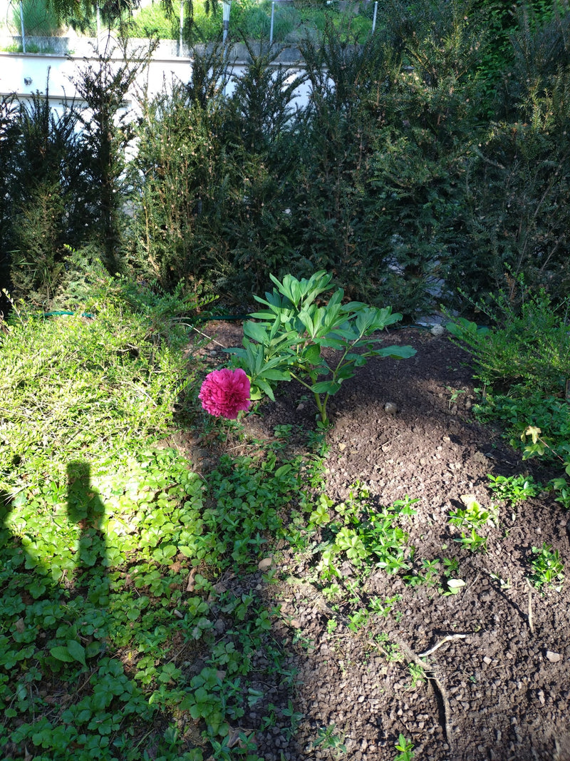 Piwonia — Bild 3