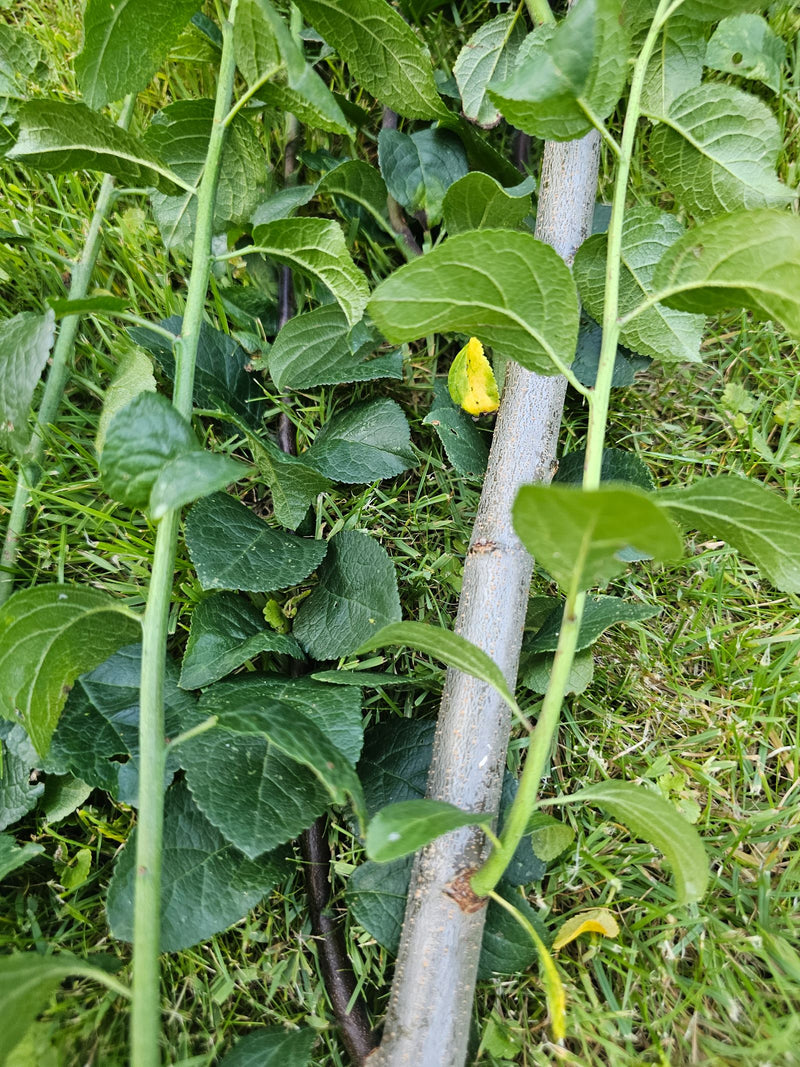 Zdjęcie przedstawia zielone liście i gałęzie śliwy leżące na trawniku. Charakterystyczna kora i ząbkowane liście są dobrze widoczne.