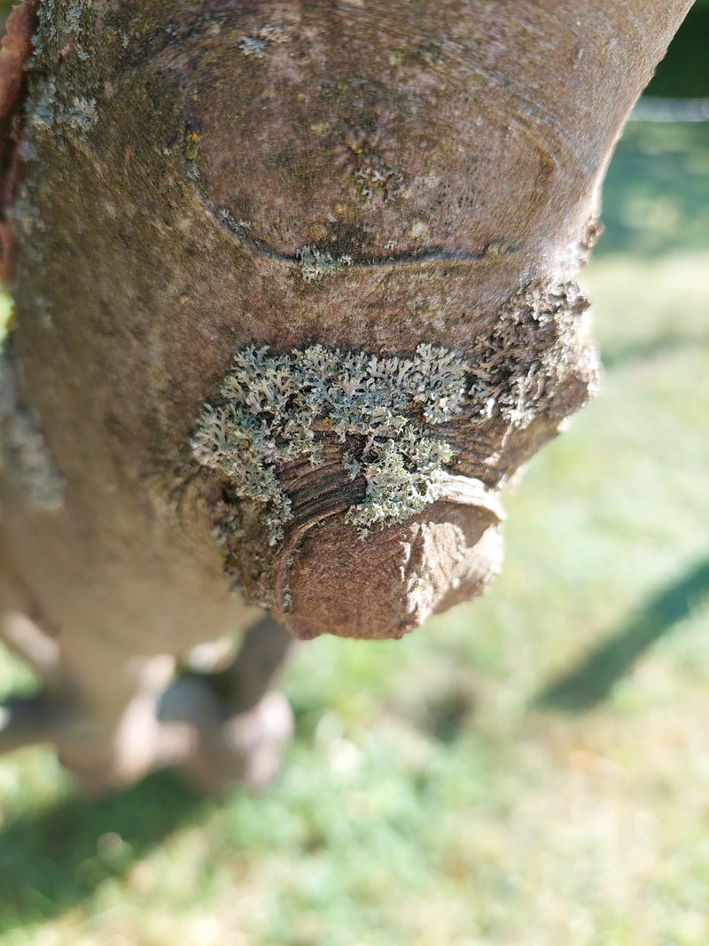 Porosty Physcia — Bild 1
