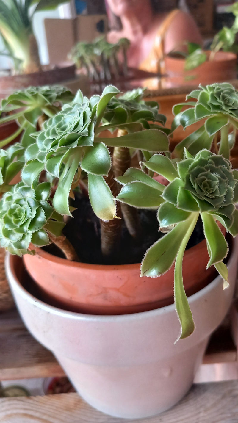 Wiatraczek Aeonium — Bild 1
