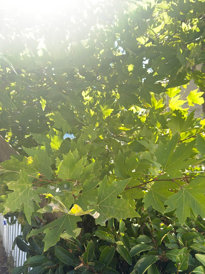 Błąd sieciowy Sycamore — zdjęcie 5 z 24