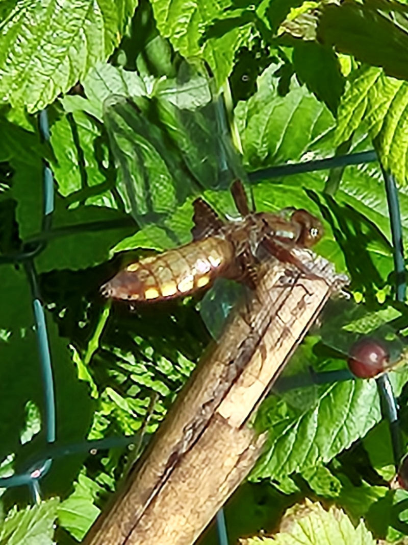 Płaski brzuch — Bild 2