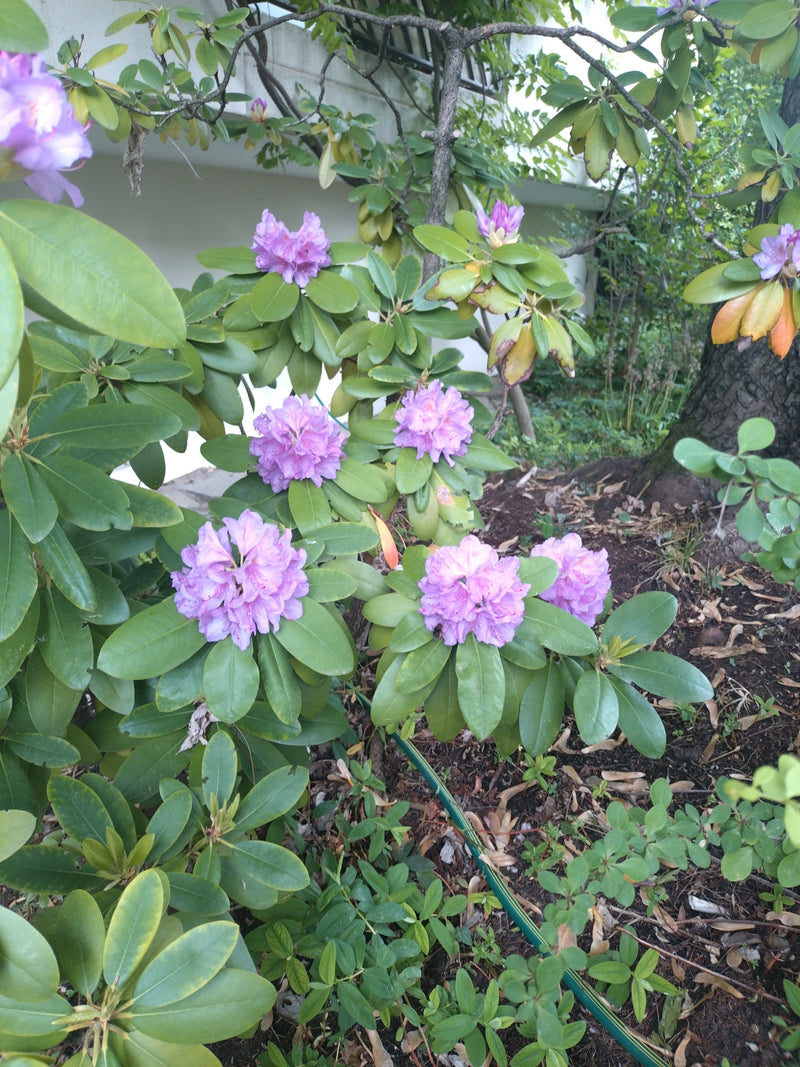 Rododendron pontyjski — Bild 1