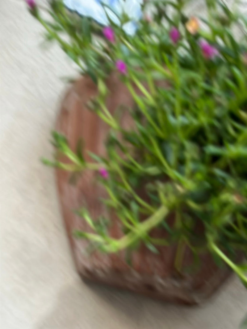Portulaka róże — Bild 1