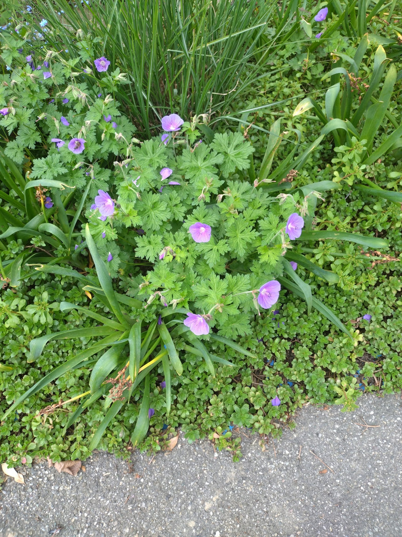Wspaniały Cranesbill — Bild 1