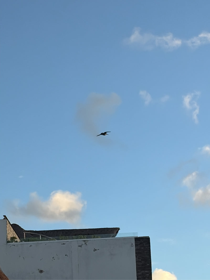 Prachtfregattvogel — zdjęcie 1 z 1