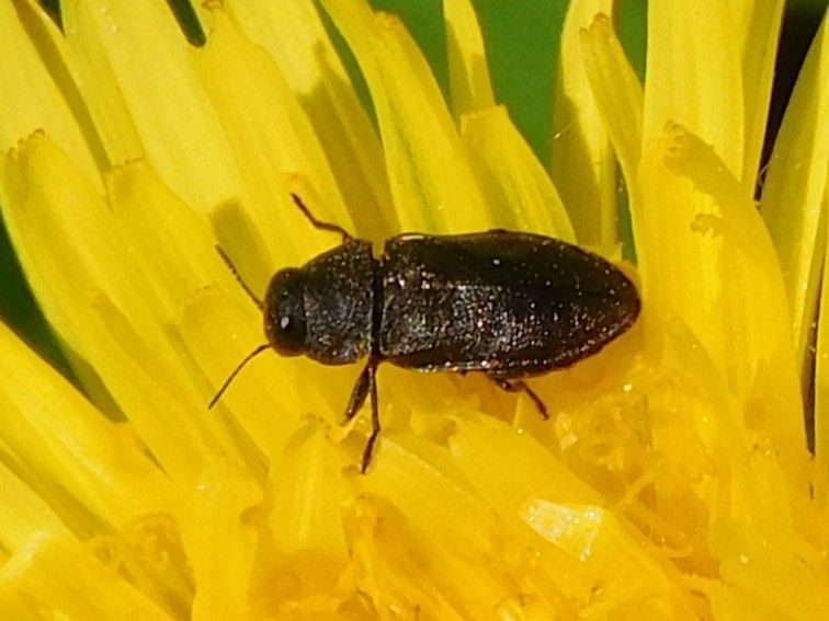 Chrząszcz biżuteryjny (rodzaj Anthaxia ) — Bild 1