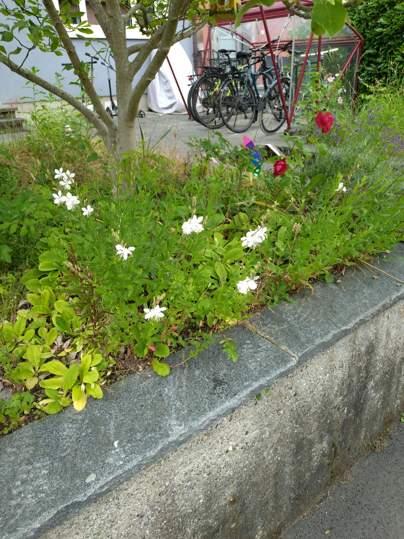 Prachtkerze — Bild 1