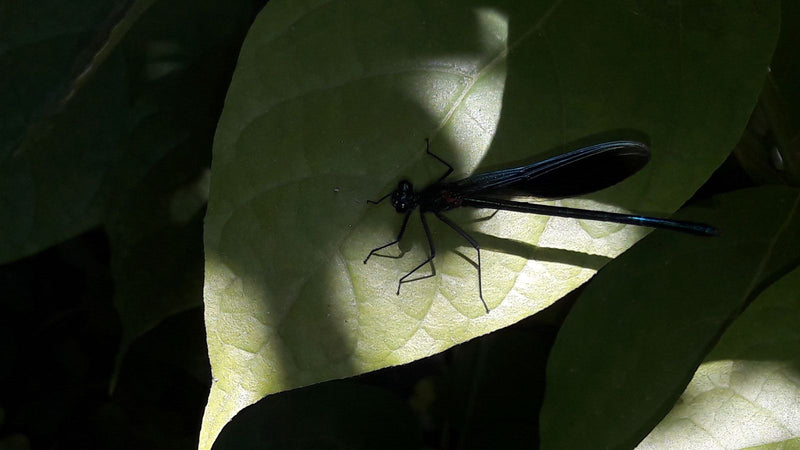 Demoiselle — Bild 1