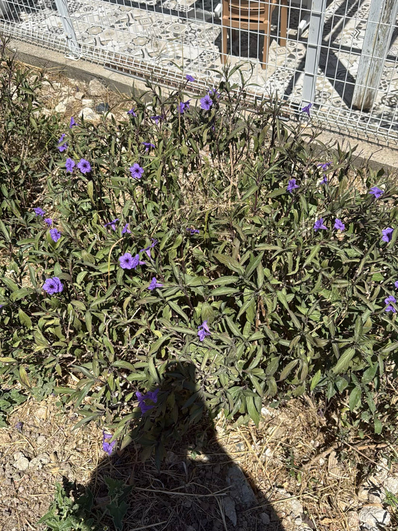 Kwitnąca petunia meksykańska (Ruellia simplex) rośnie na rabacie przy metalowym ogrodzeniu.