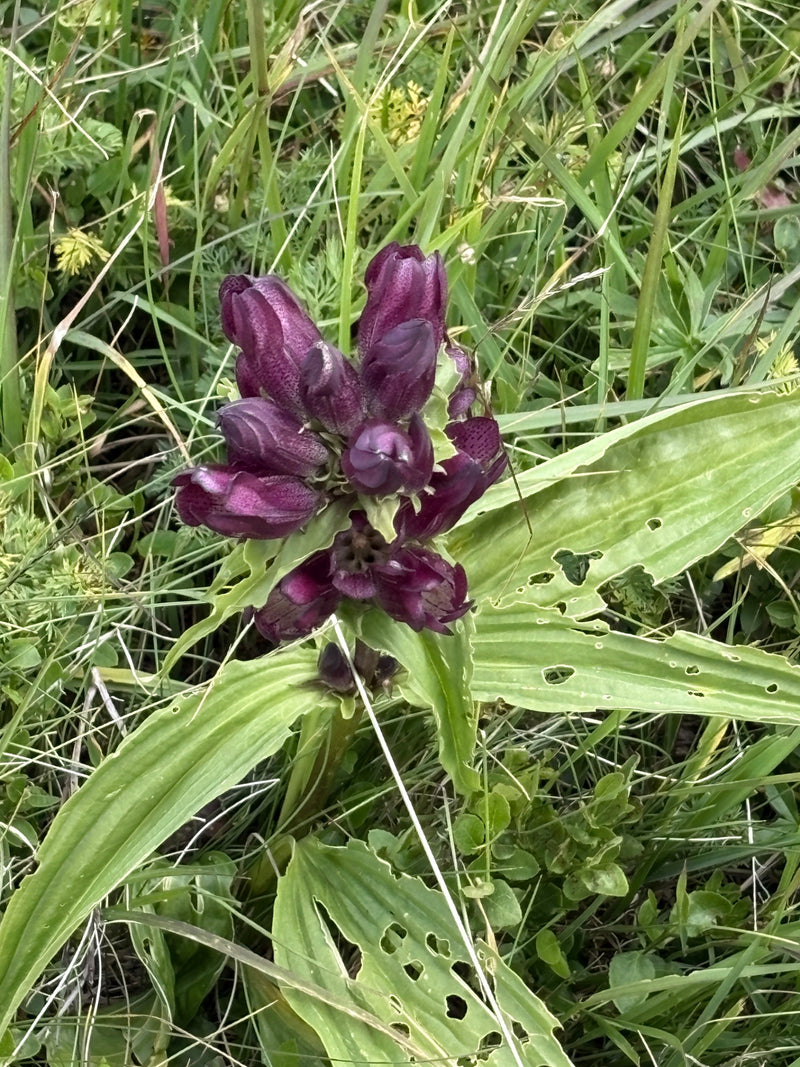 Fioletowa goryczka — Bild 1