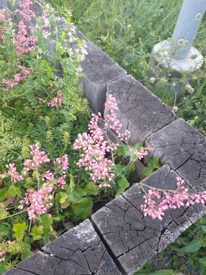 Fioletowa Heuchera — Bild 1