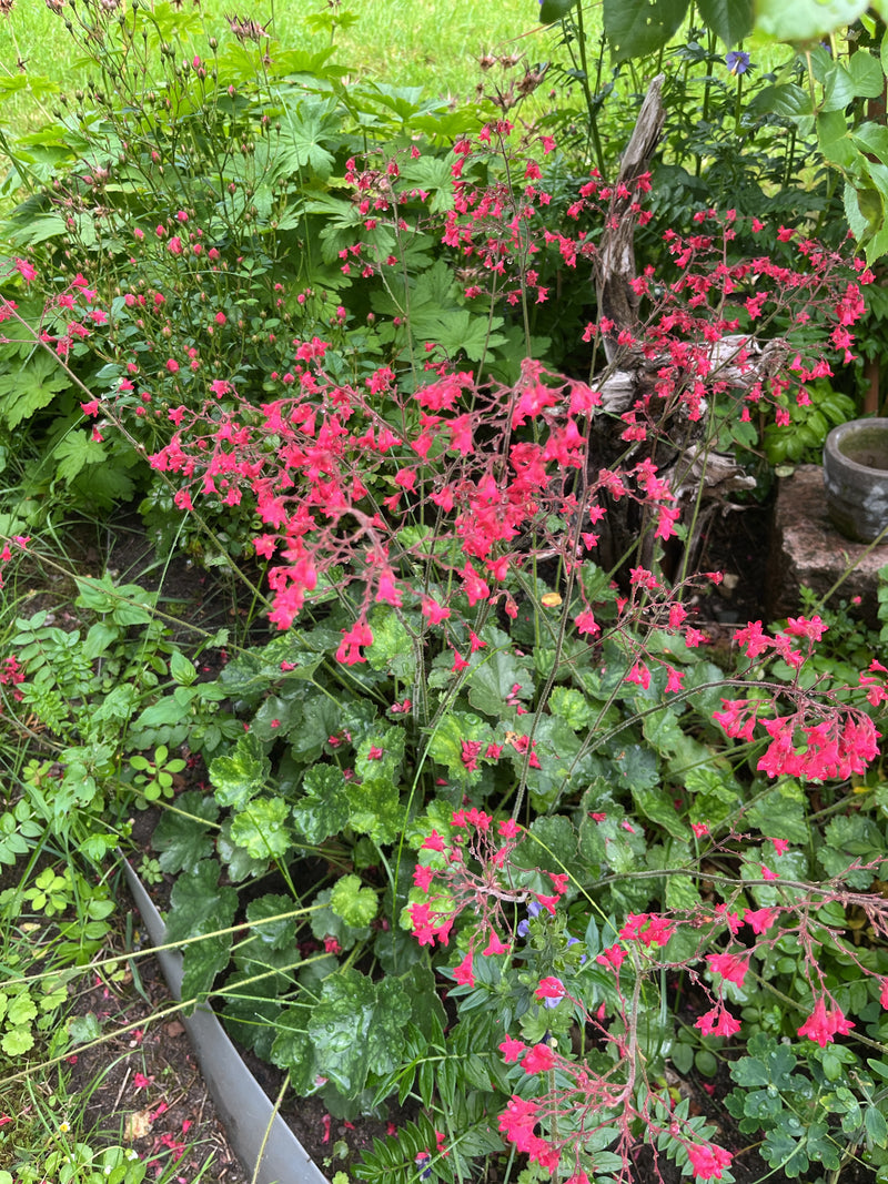 Fioletowa Heuchera — zdjęcie 1 z 2