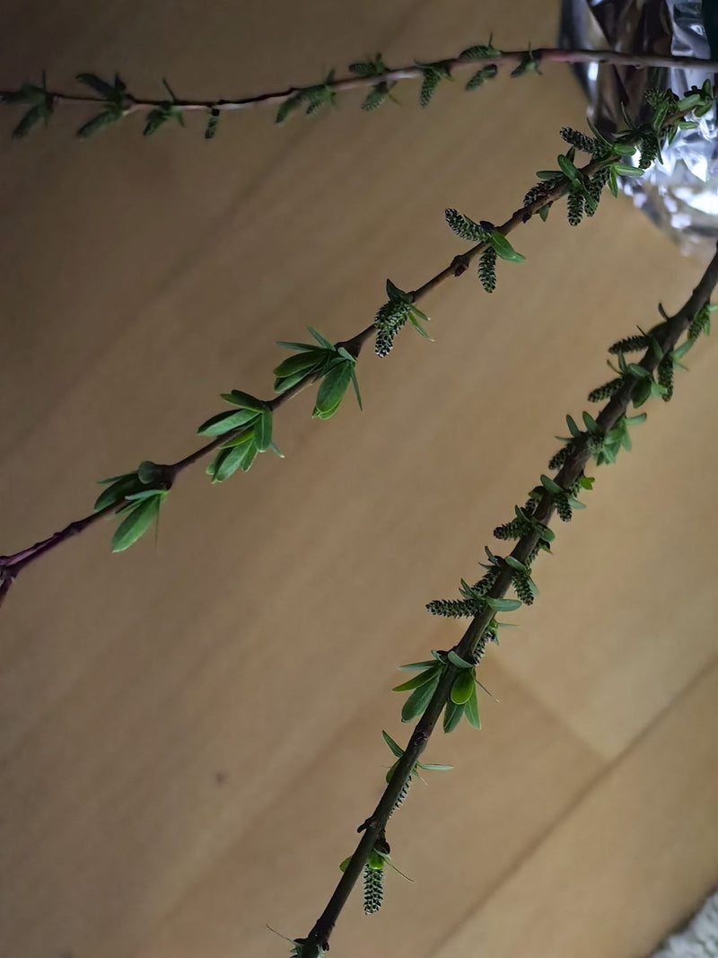 Fioletowa wierzba — Bild 1