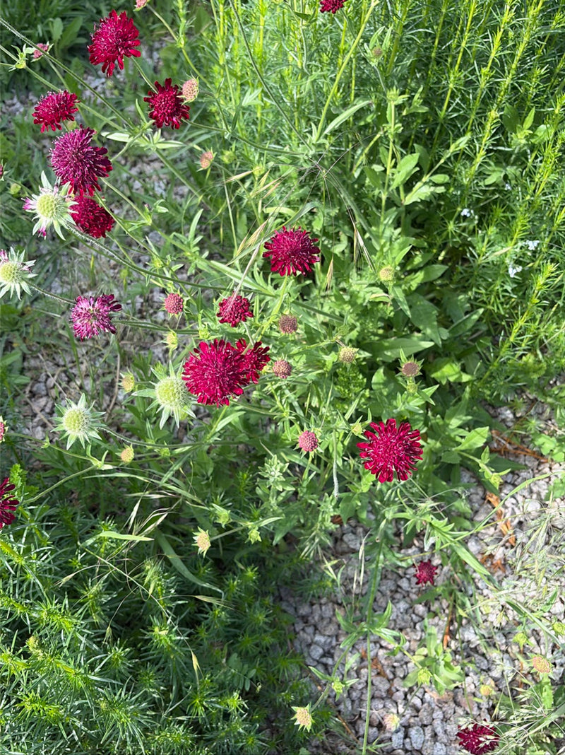 Purpur-Witwenblume — Bild 1