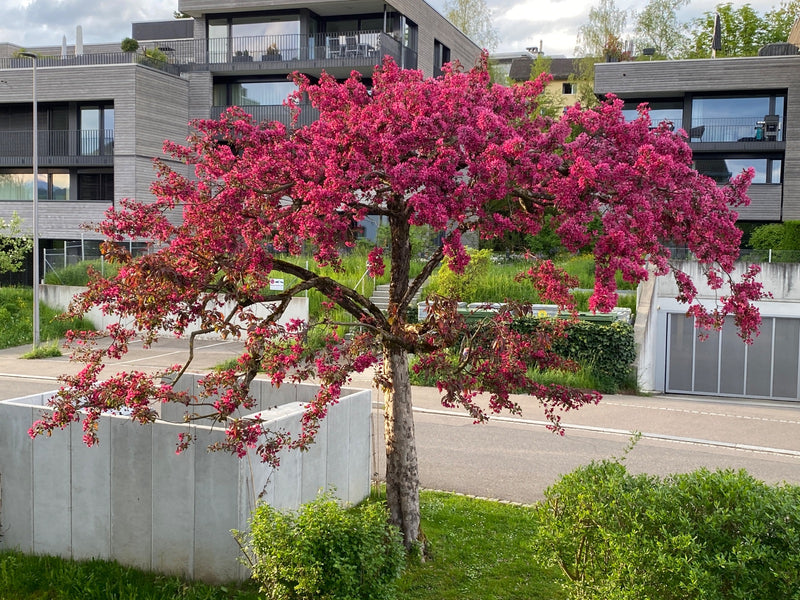 Purpurowe Jabłko — Bild 2