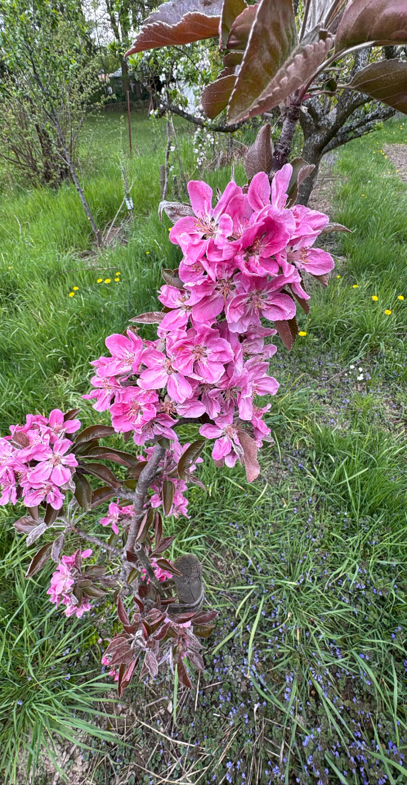 Purpurowe Jabłko — Bild 1