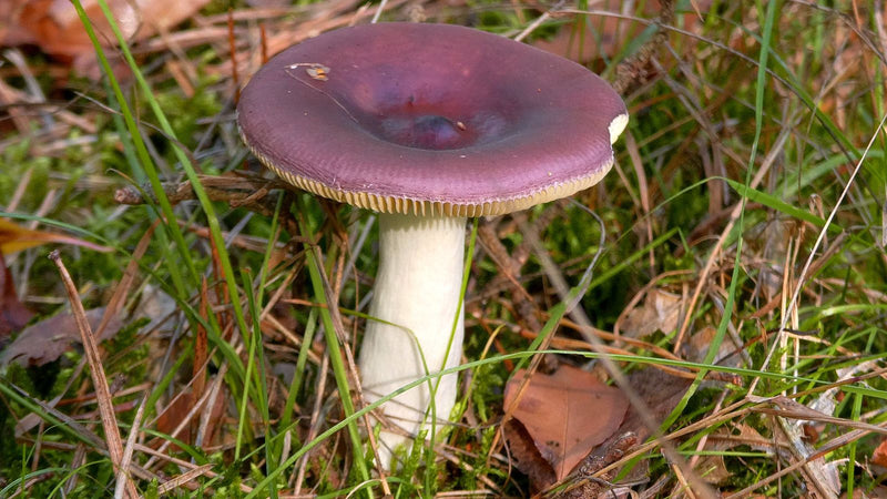 Purpurschwarzer Täubling — zdjęcie 3 z 3