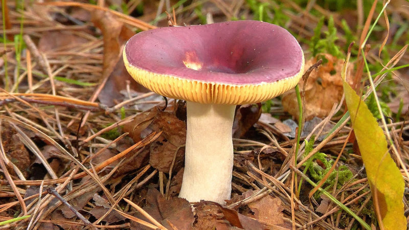 Purpurschwarzer Täubling — zdjęcie 2 z 3