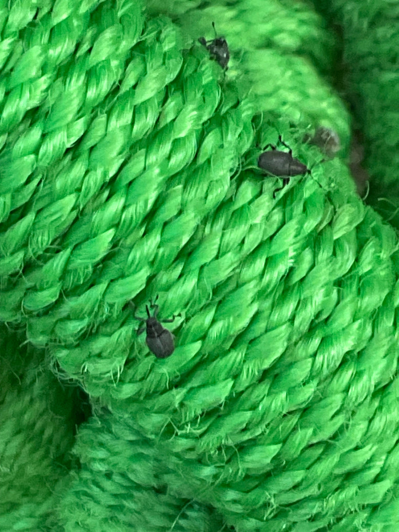 Ryjkowiec (rodzaj Anthonomus ) — Bild 1
