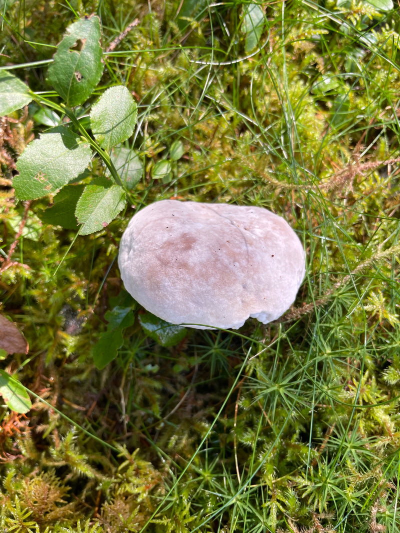 Röteltrichterlinge — Bild 1