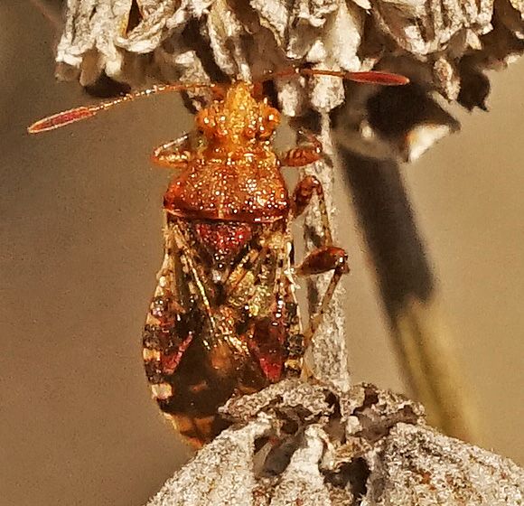 Czerwonawy robak Glasswing — zdjęcie 1 z 10