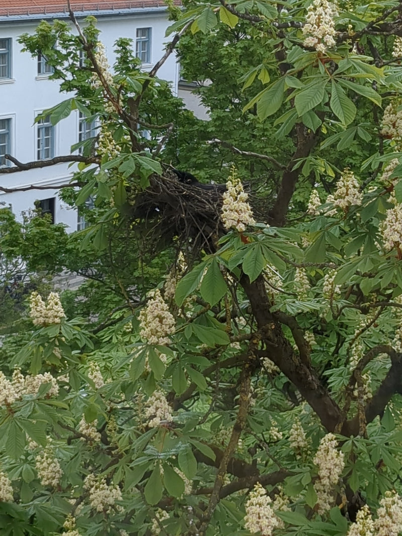 Wrona Carrion — Bild 4