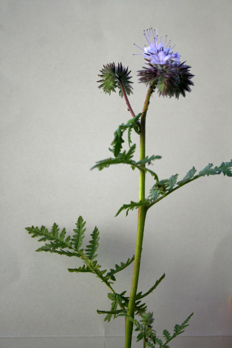 Facelia — Bild 3