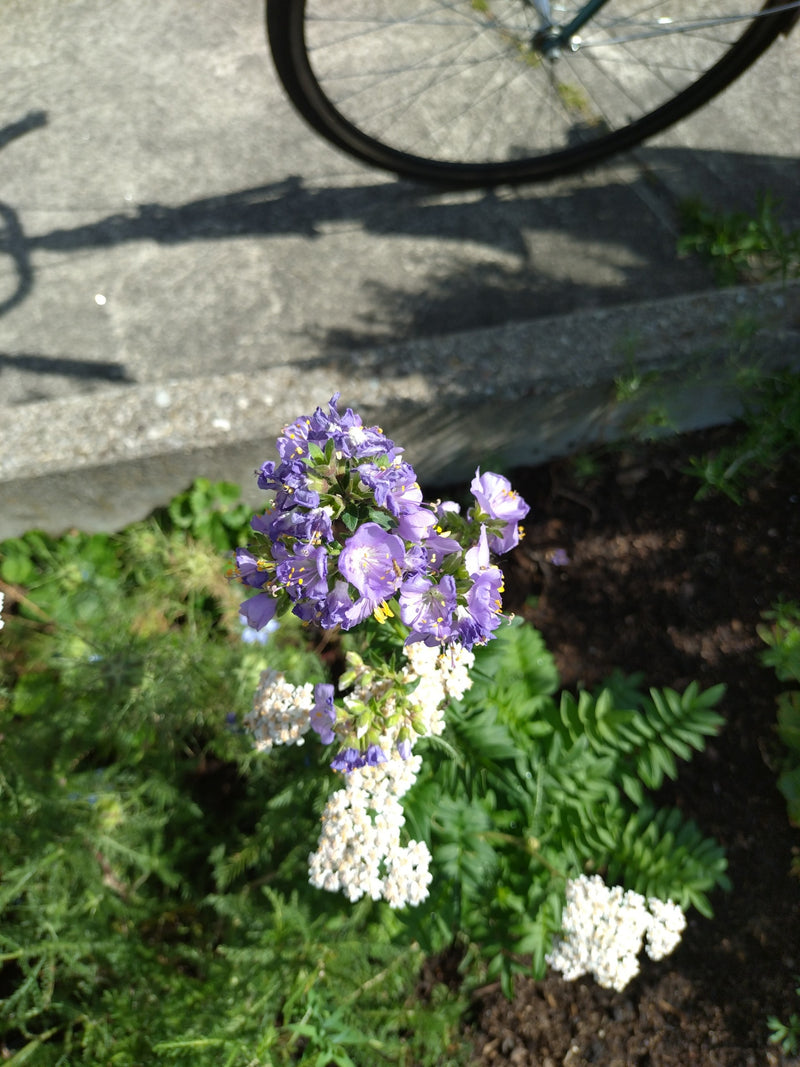 Facelia — Bild 1