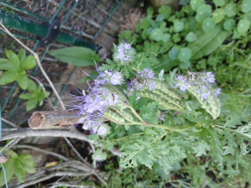Facelia — Bild 2