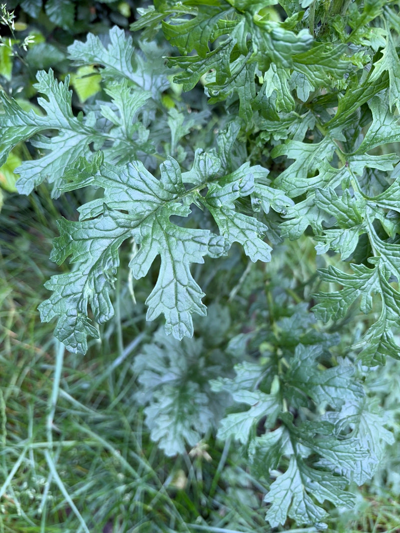 Widoczne są głęboko klapowane, ciemnozielone liście wrotyczu w zbliżeniu. Rosną gęsto w naturalnym środowisku.