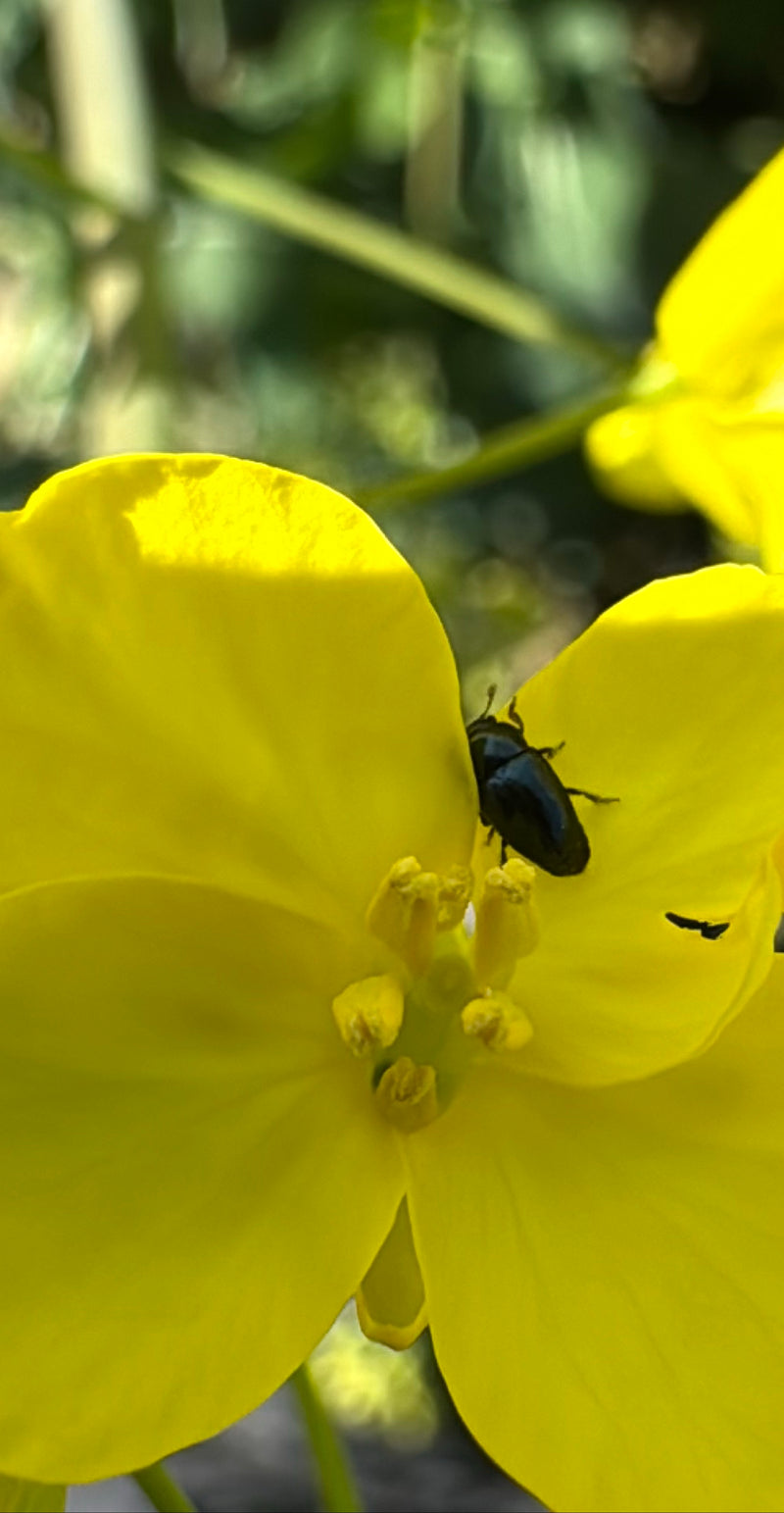 Rapsglanzkäfer — Bild 3