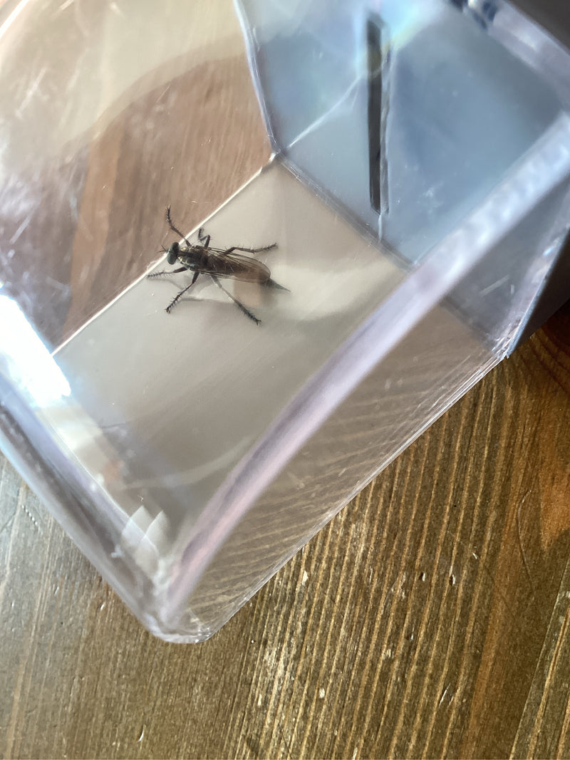 Raubfliege (Gattung Dioctria) — zdjęcie 1 z 1