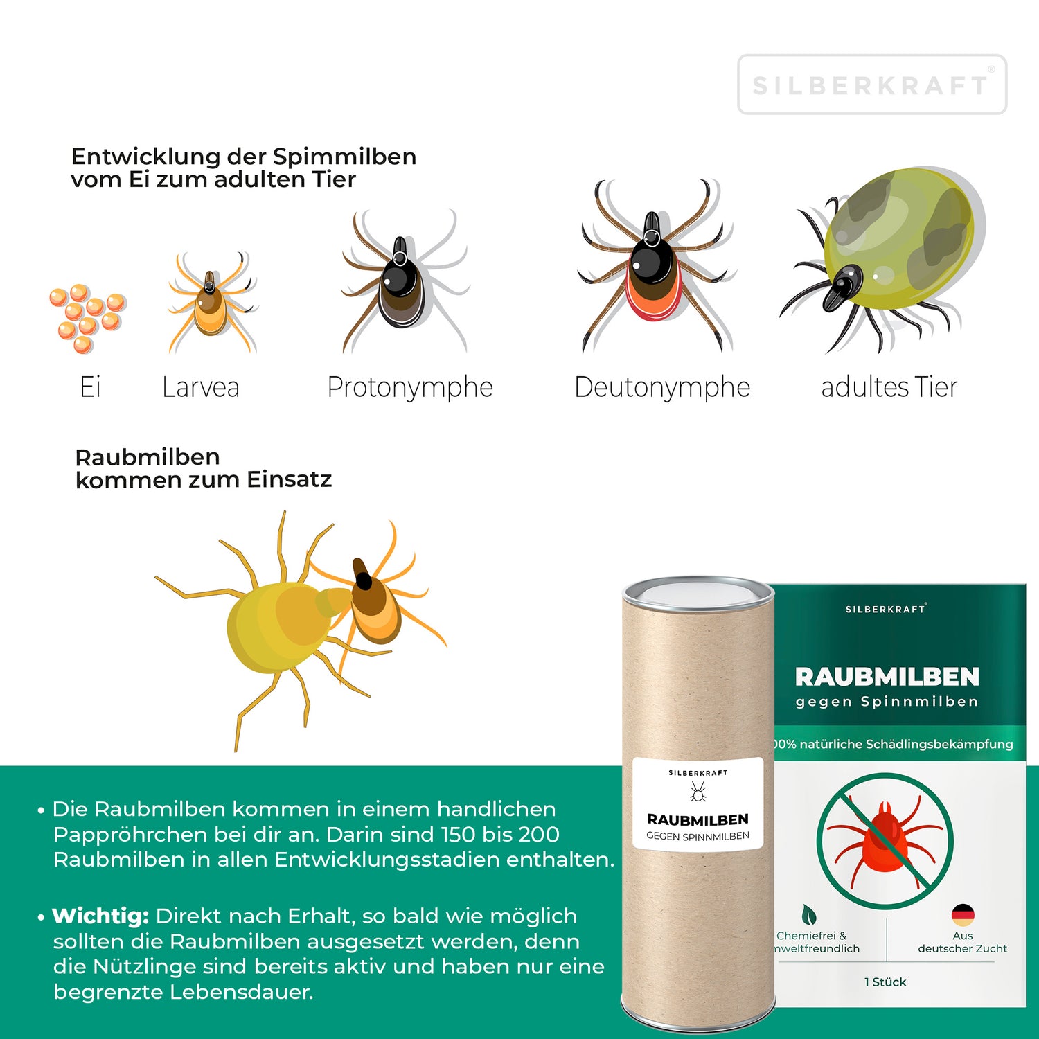 Raubmilben gegen Spinnmilben an Grünpflanzen - Silberkraft