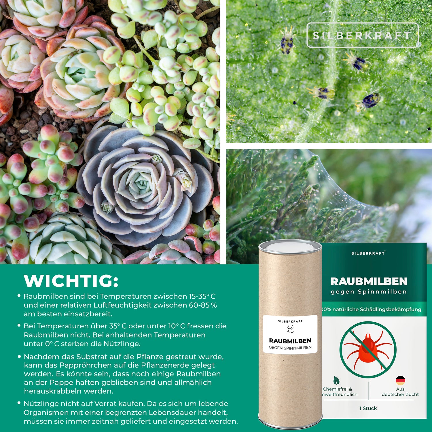 Raubmilben gegen Spinnmilben an Grünpflanzen - Silberkraft