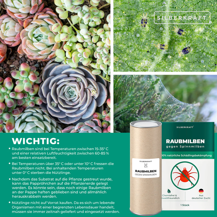 Raubmilben gegen Spinnmilben an Grünpflanzen - Silberkraft
