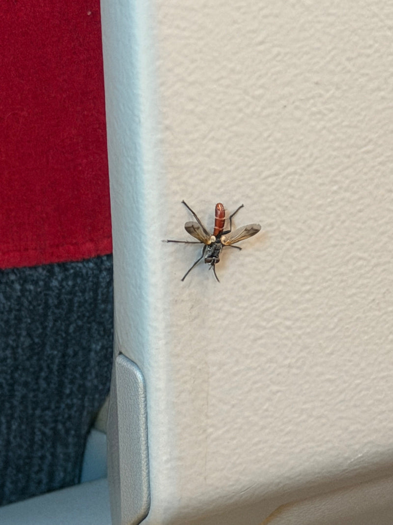 Mucha gąsienicowa (rodzaj Cylindromyia) — zdjęcie 1 z 3