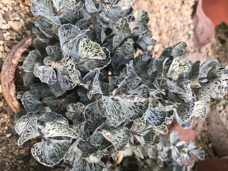 Rauten-Kalanchoe — zdjęcie 2 z 2