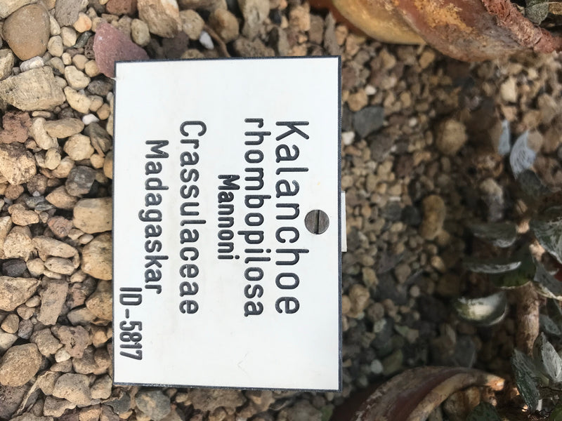 Rauten-Kalanchoe — zdjęcie 1 z 2