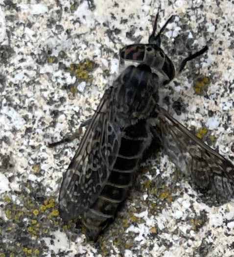 Na zdjęciu widoczny jest bąk deszczowy (Haematopota pluvialis) siedzący na jasnej, fakturowanej ścianie. Dobrze widoczne są jego charakterystycznie wzorzyste...