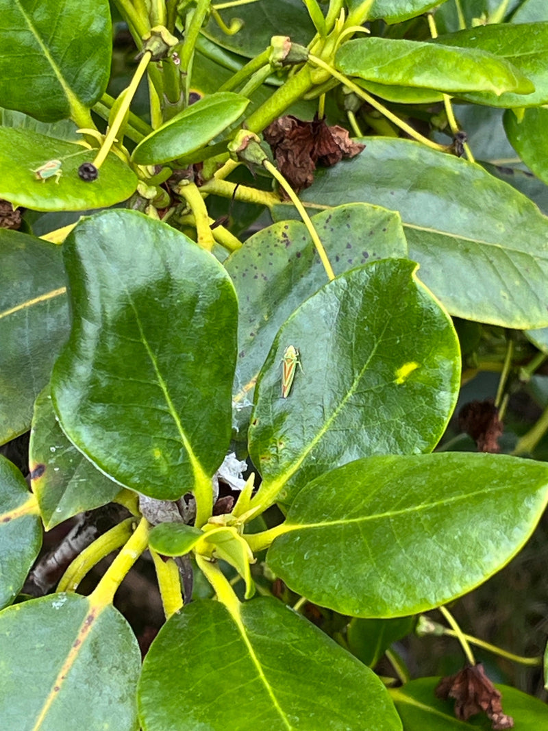 Cykada rododendronowa — Bild 2