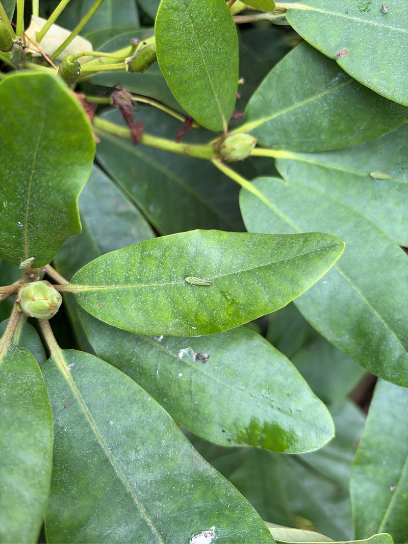 Cykada rododendronowa — Bild 1