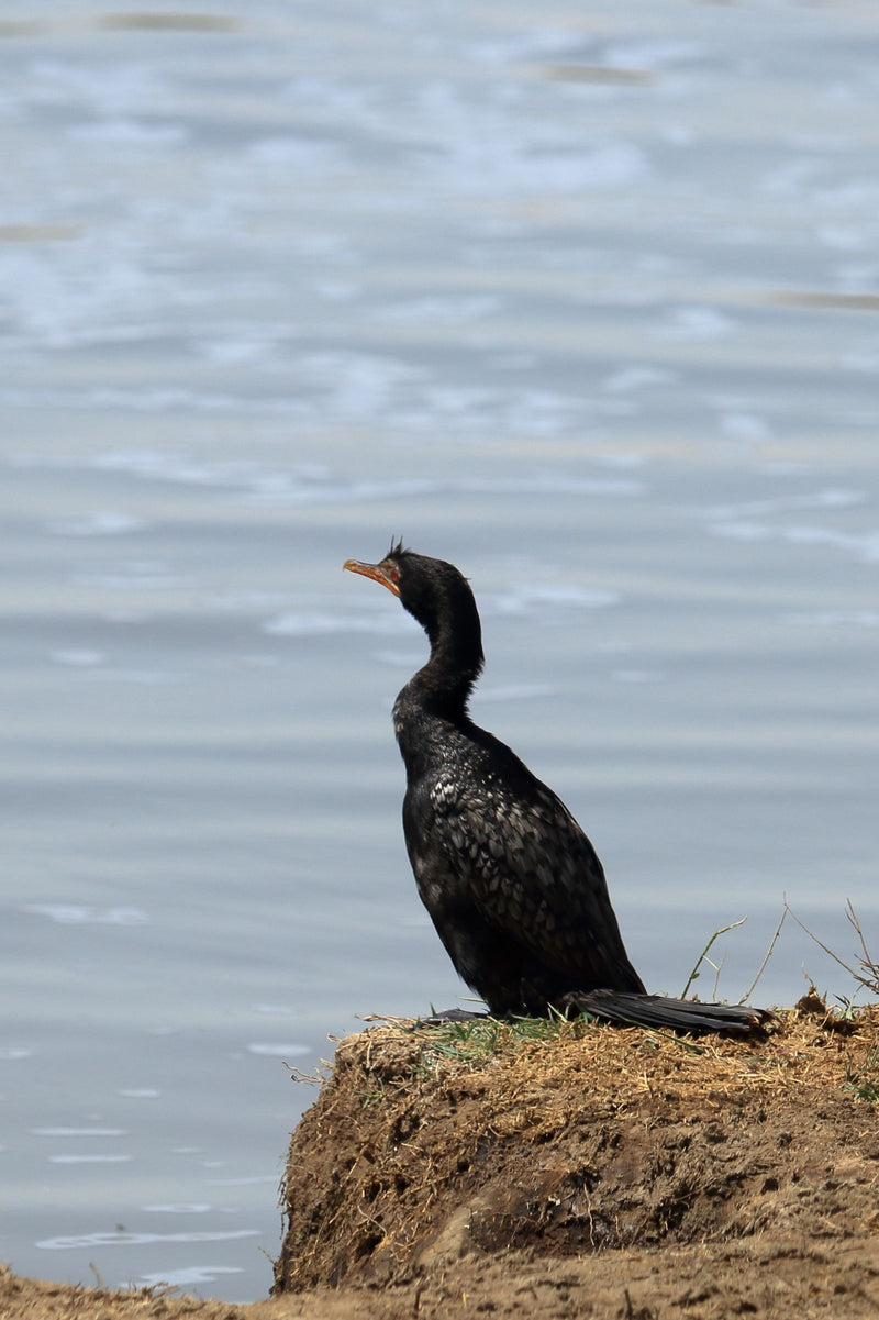 Kormoran trzcinowy — Bild 1