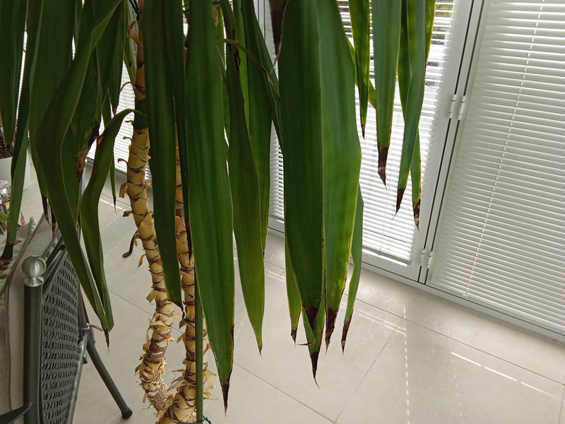 Gigantyczna lilia palmowa — Bild 1