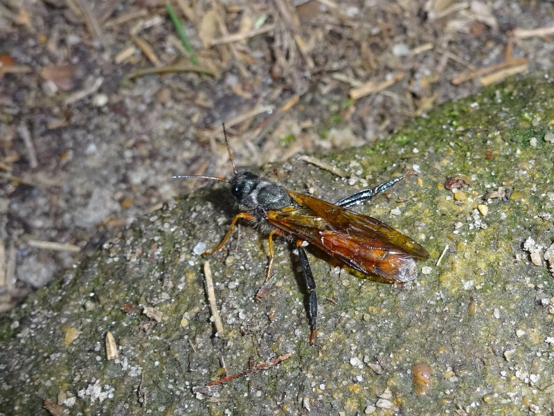 Gigantyczna osa drewniana — Bild 1