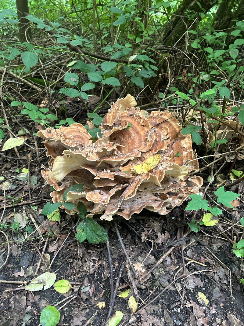 Gigantyczny Porling — Bild 1
